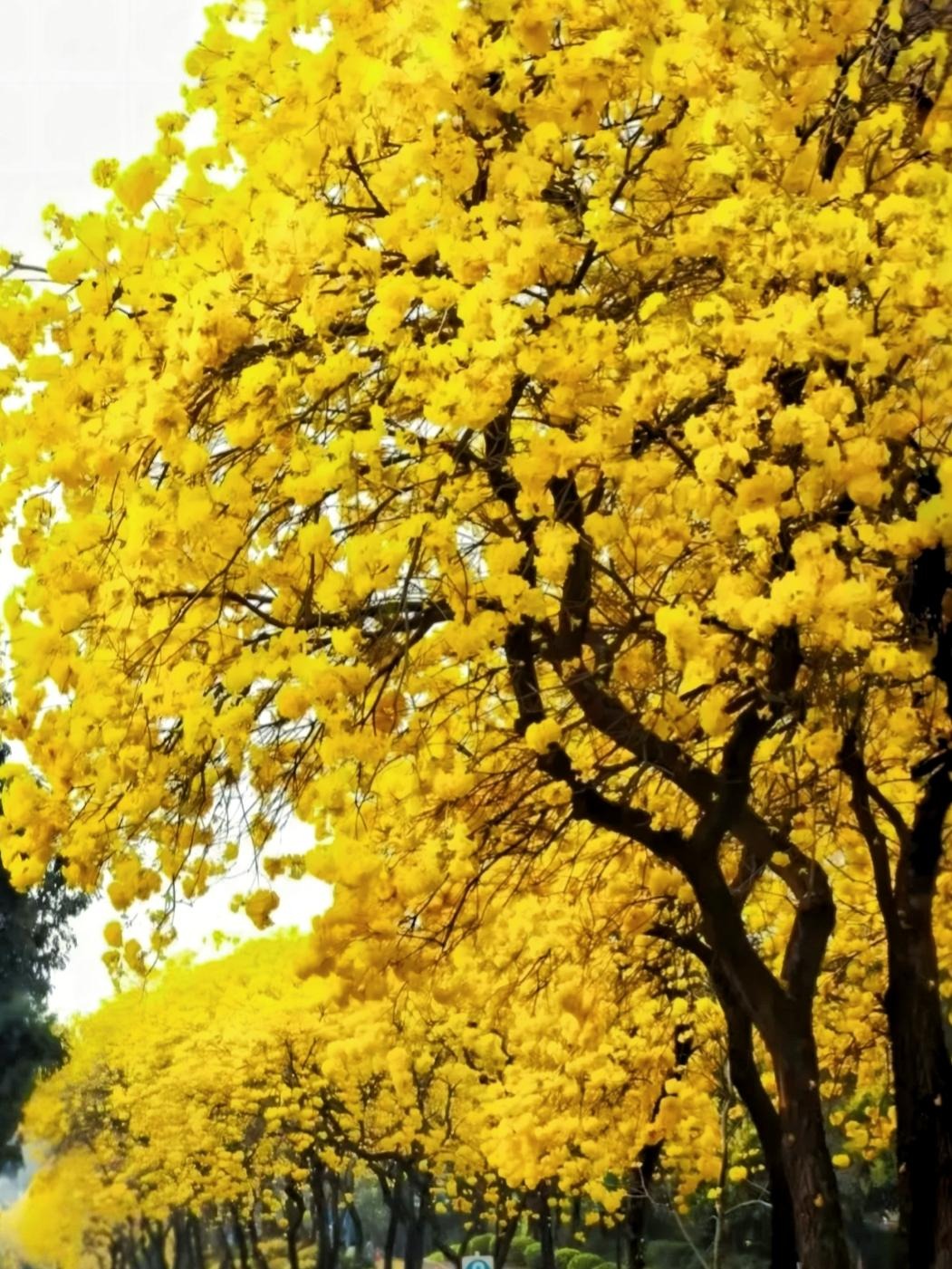 Cây cảnh đang khiến nhiều người mê mẩn, chói sáng rực rỡ dưới mưa xuân- Ảnh 1.