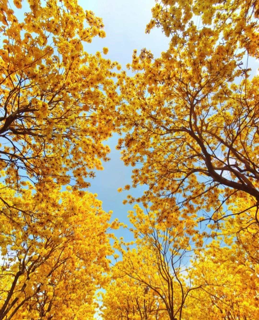 Cây cảnh đang khiến nhiều người mê mẩn, chói sáng rực rỡ dưới mưa xuân- Ảnh 3.