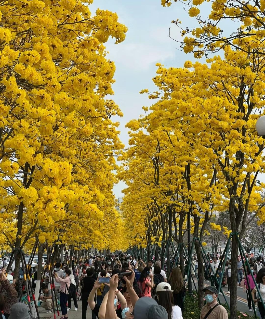 Cây cảnh đang khiến nhiều người mê mẩn, chói sáng rực rỡ dưới mưa xuân- Ảnh 6.