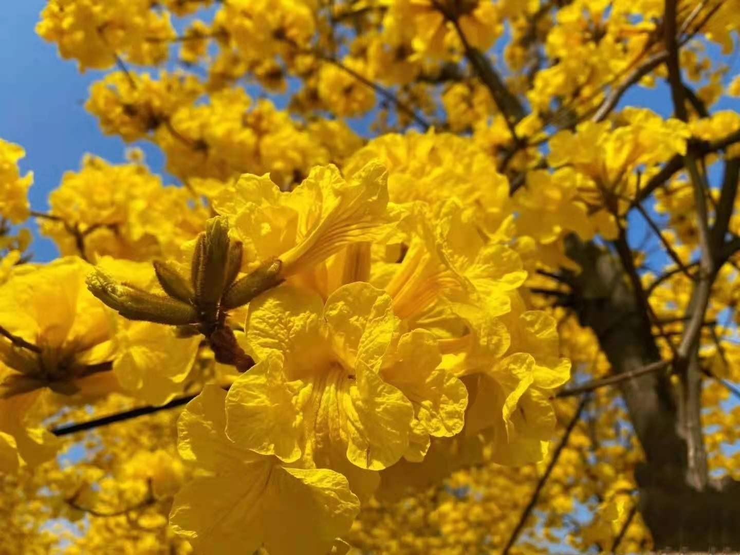 Cây cảnh đang khiến nhiều người mê mẩn, chói sáng rực rỡ dưới mưa xuân- Ảnh 9.