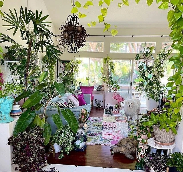 Người thông minh nuôi 3 cây cảnh 