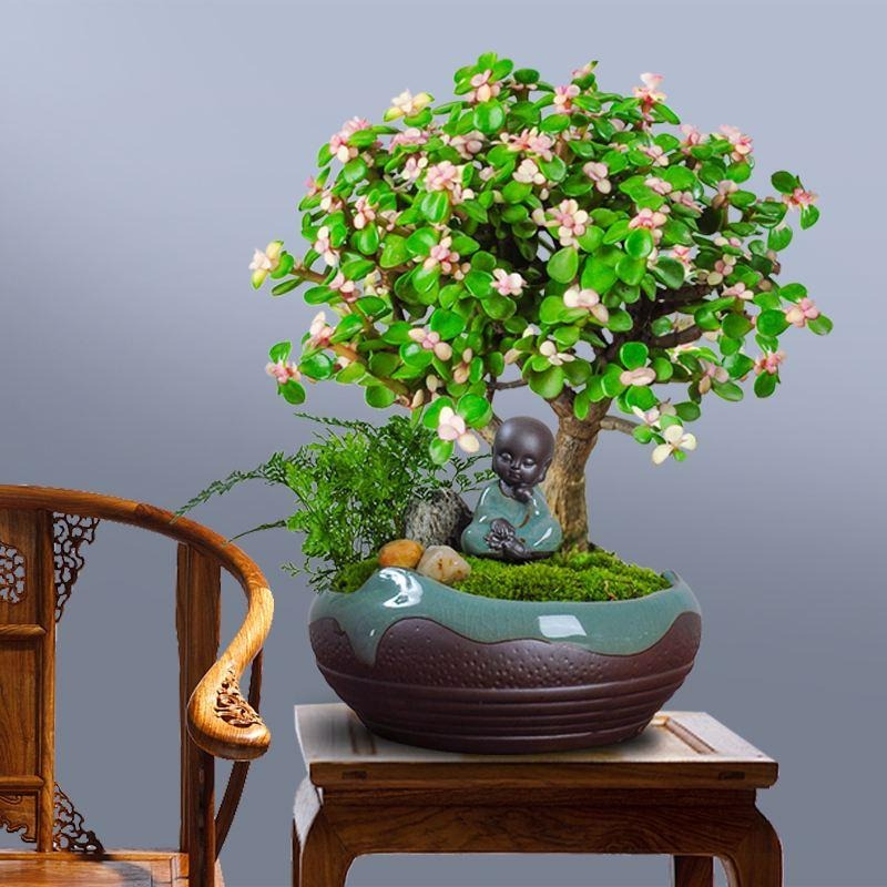 Người thông minh nuôi 3 cây cảnh 