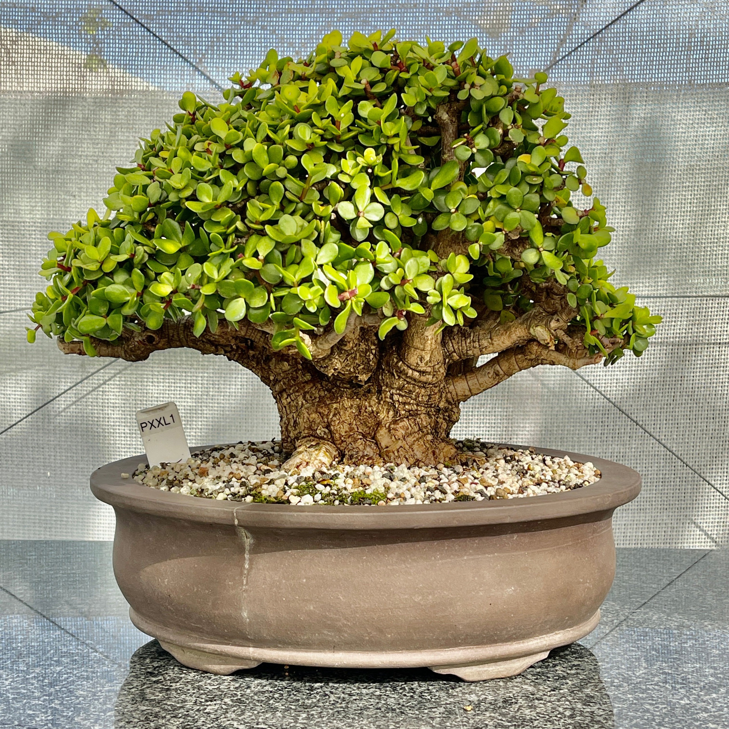 Người thông minh nuôi 3 cây cảnh 