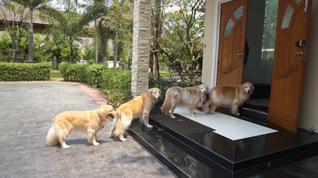 Người xưa nói: “Ngũ phúc đến nhà, gia đình phú quý, không tai họa"- Ảnh 2. Người xưa nói: “Ngũ phúc đến nhà, gia đình phú quý, không tai họa"- Ảnh 2.