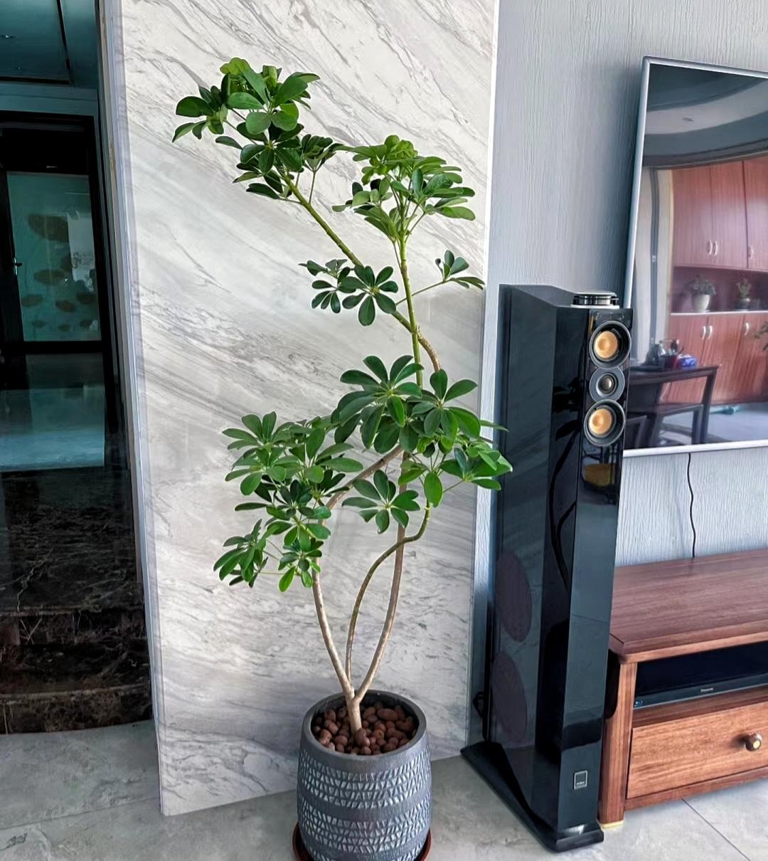 Người thông minh nuôi 3 cây cảnh 