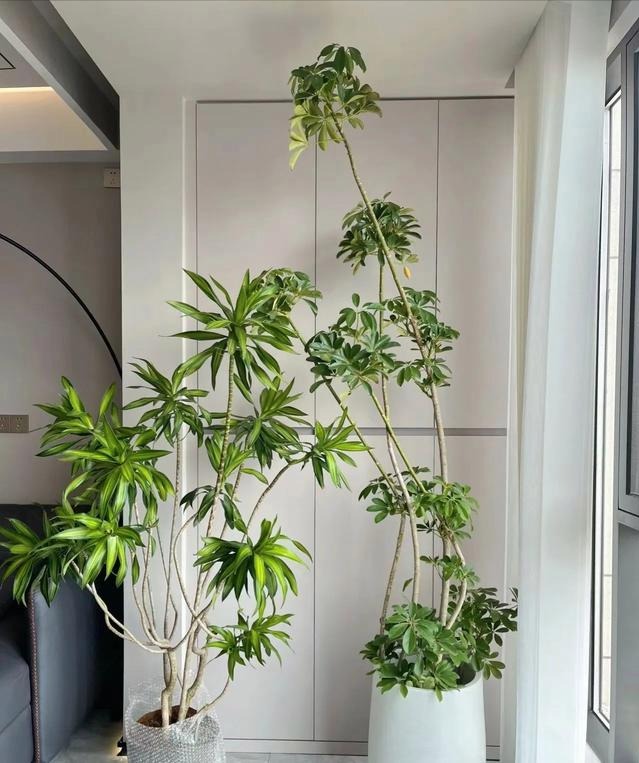 Người thông minh nuôi 3 cây cảnh 