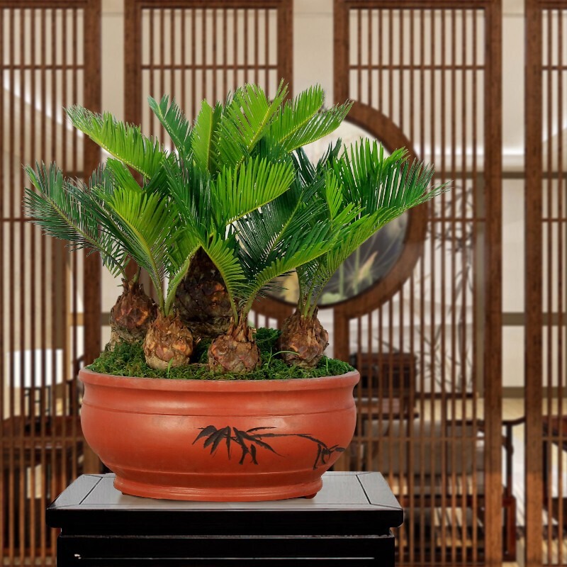 Người thông minh nuôi 3 cây cảnh 