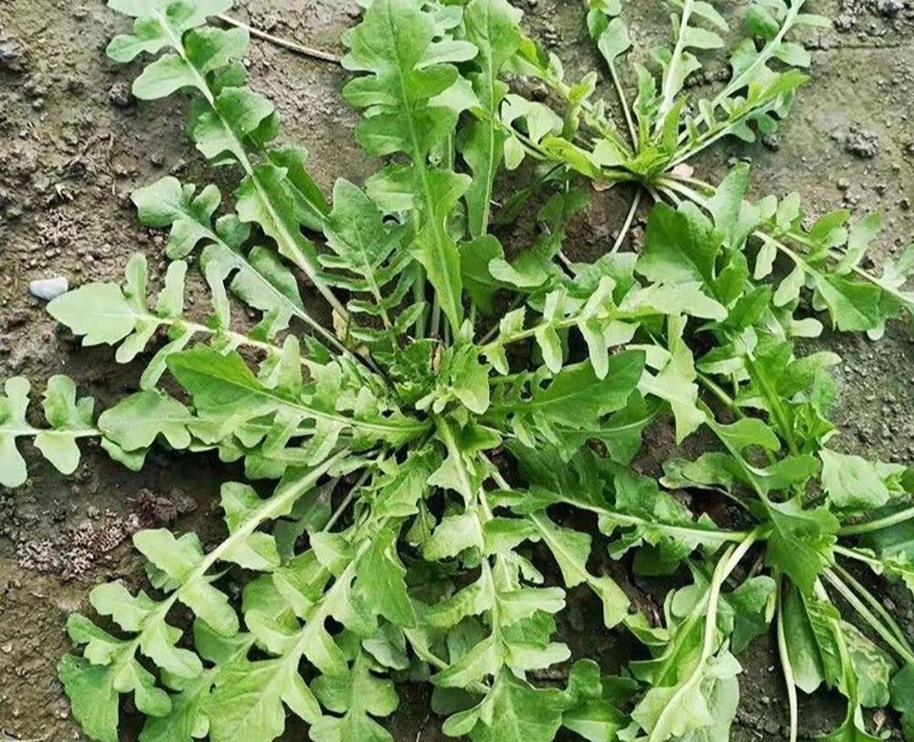 Loại rau dại tươi mới đầu tiên của mùa xuân, bổ hơn bắp cải, bổ hơn tỏi tây, làm bánh rất ngon- Ảnh 1.