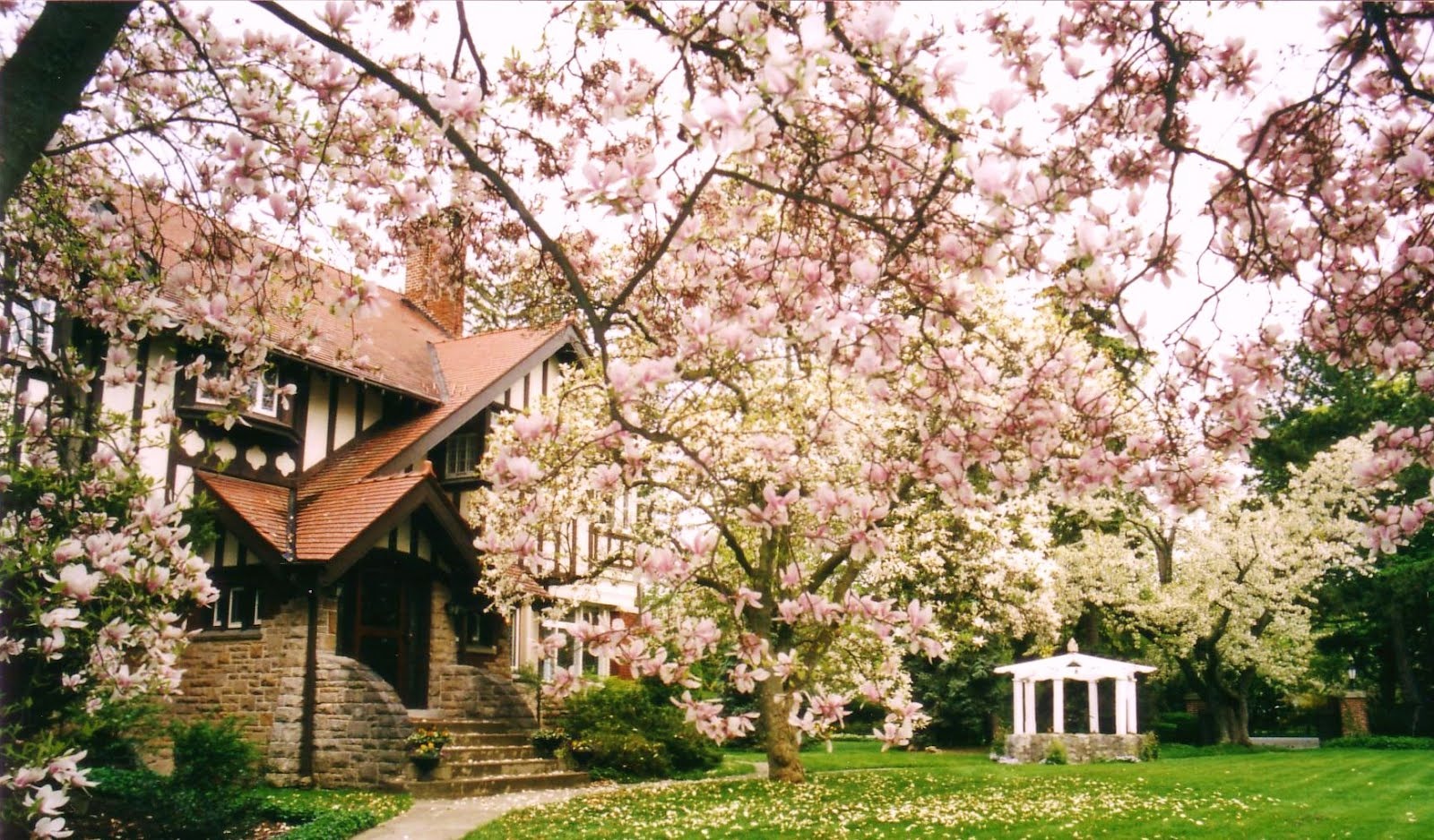 Cây cảnh đẹp như thơ trong mùa xuân, hoa nở bồng bềnh như mây, tỏa hương thơm ngát- Ảnh 7.