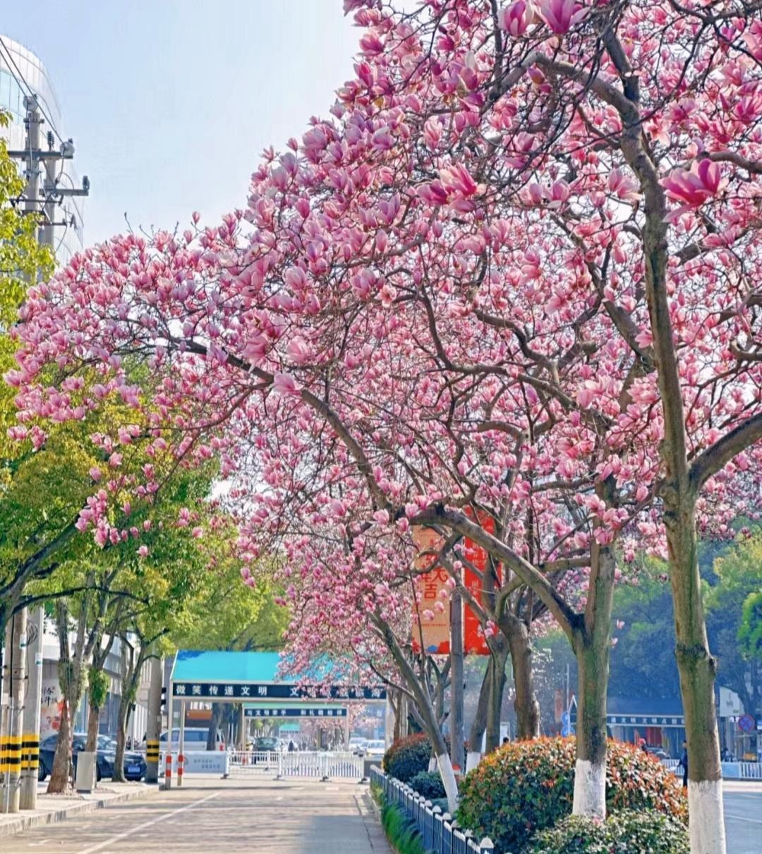 Cây cảnh đẹp như thơ trong mùa xuân, hoa nở bồng bềnh như mây, tỏa hương thơm ngát- Ảnh 9.