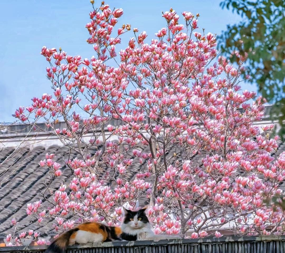 Cây cảnh đẹp như thơ trong mùa xuân, hoa nở bồng bềnh như mây, tỏa hương thơm ngát- Ảnh 3.