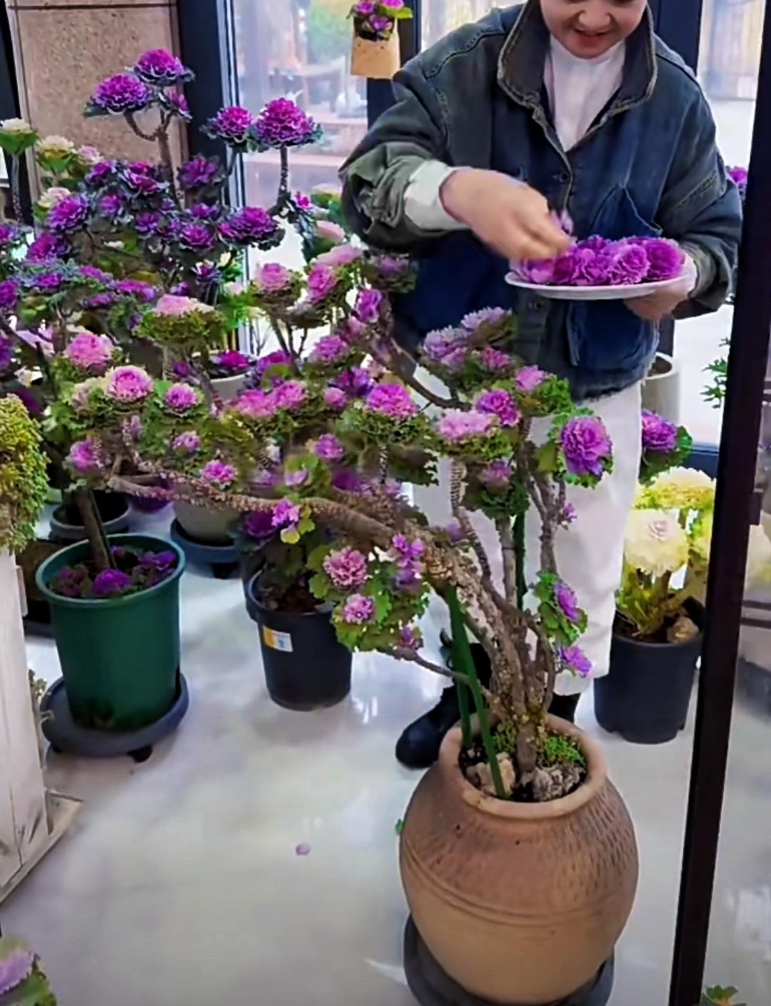 Cây cảnh kỳ lạ, tưởng hoa hóa ra rau, ngỡ mẫu đơn lại là bắp cải, càng già càng độc đẹp- Ảnh 6.