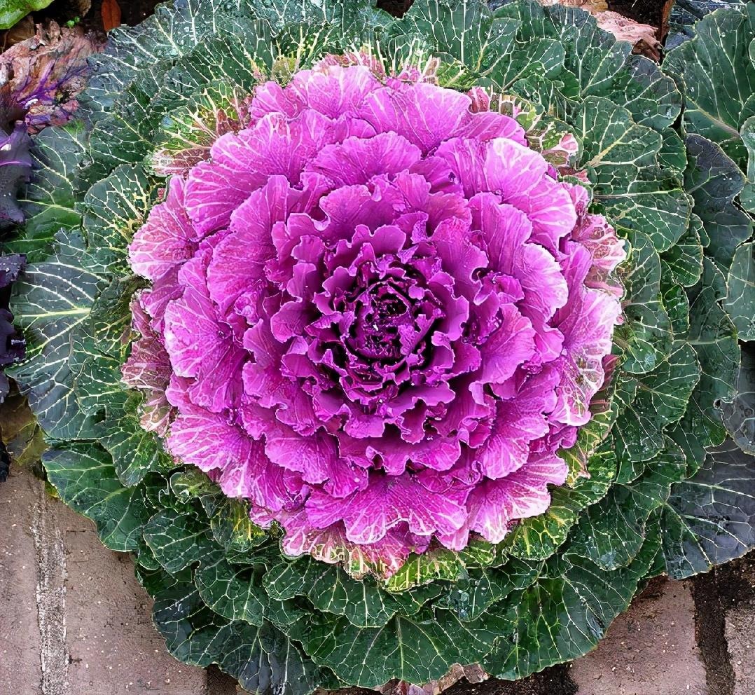 Cây cảnh kỳ lạ, tưởng hoa hóa ra rau, ngỡ mẫu đơn lại là bắp cải, càng già càng độc đẹp- Ảnh 2.