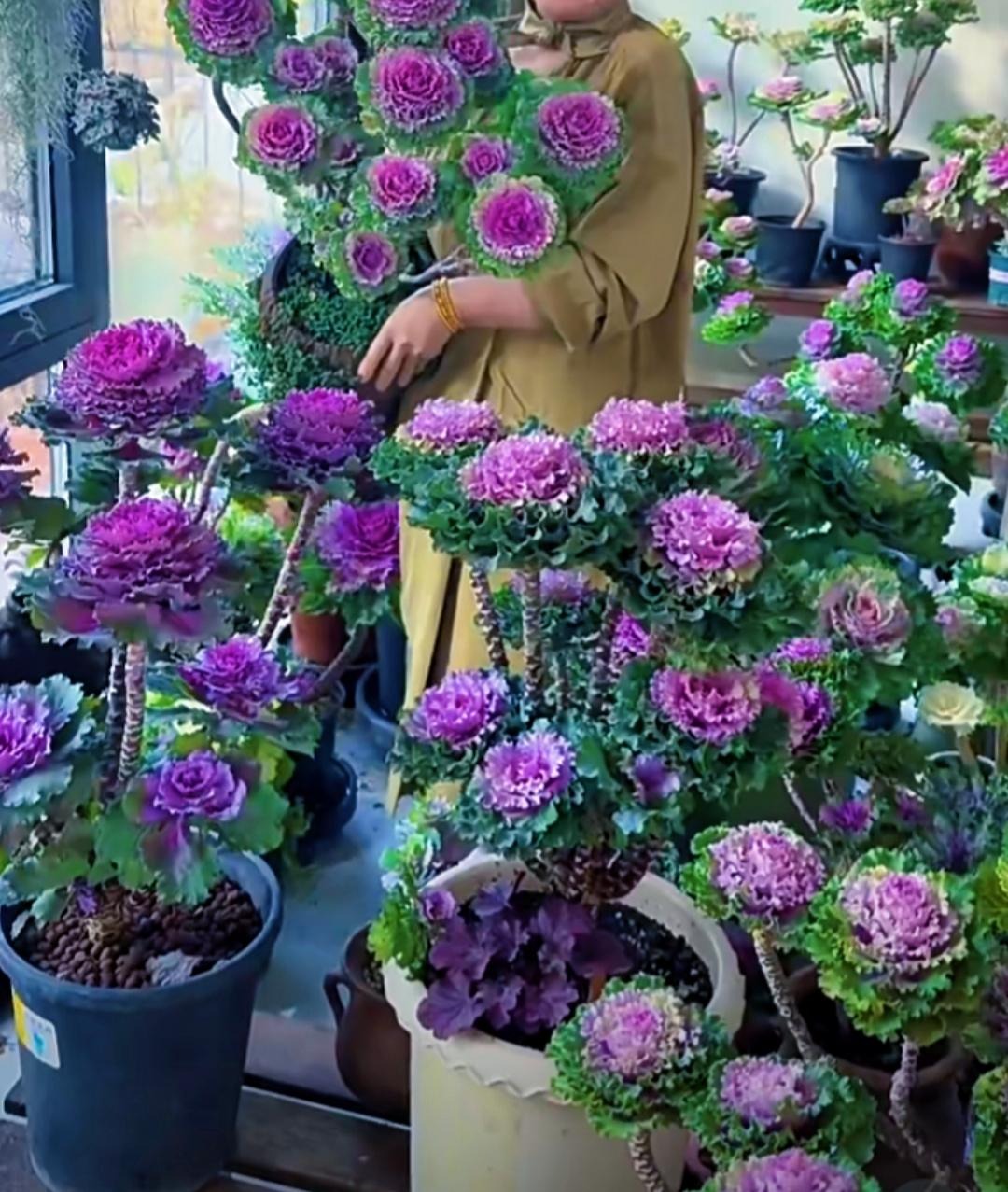 Cây cảnh kỳ lạ, tưởng hoa hóa ra rau, ngỡ mẫu đơn lại là bắp cải, càng già càng độc đẹp- Ảnh 8.