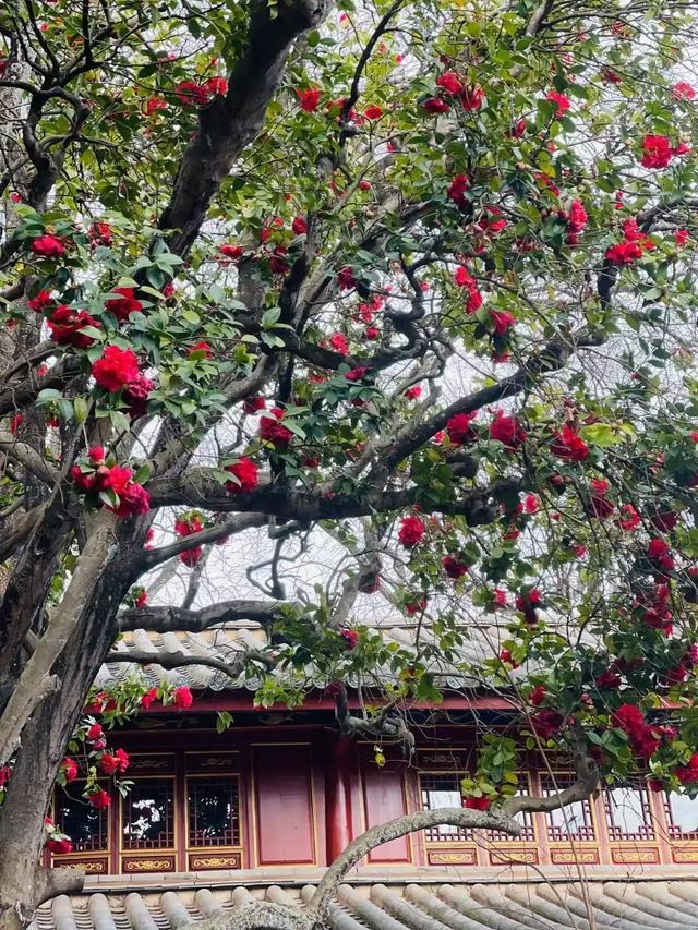 Muốn gia đình vượng khí, trồng ngay cây cảnh tuyệt đẹp này, gia chủ thêm may mắn, tài lộc- Ảnh 5.