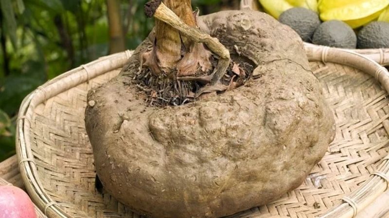 "Ăn 1 cân bằng ăn 10 con gà”, thực phẩm lạ hạ mỡ máu, ổn định đường huyết, xào cay cực ngon- Ảnh 1.