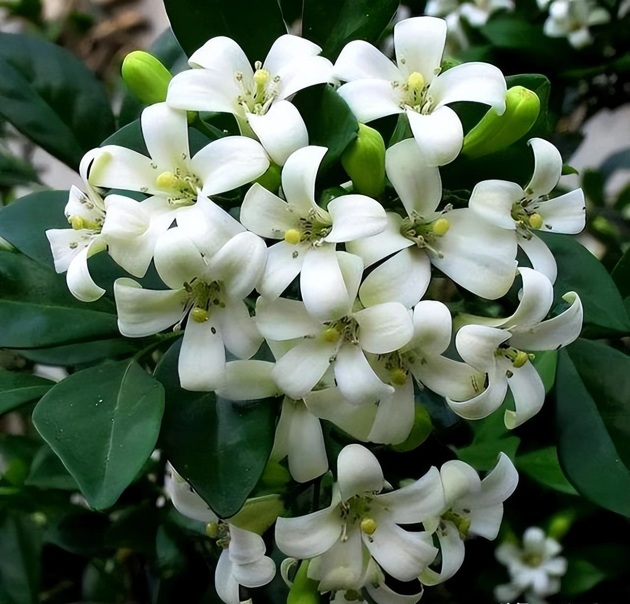 Cây cảnh quý như vàng, hoa nở 200 ngày, thơm gấp 8 lần mộc hương, giúp gia chủ trừ xui, cầu may- Ảnh 11.