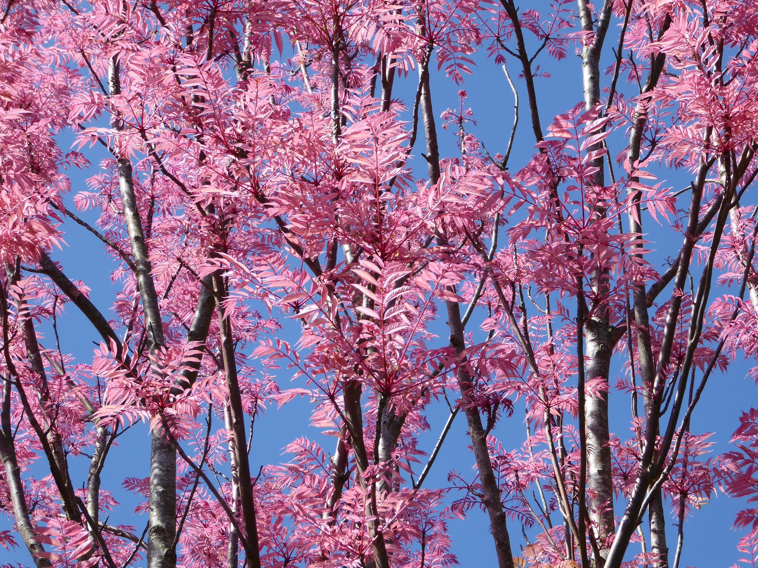 Loại rau tràn đầy hương vị mùa xuân, ít người biết, bổ máu, dưỡng da, chế biến cách gì cũng ngon- Ảnh 1.