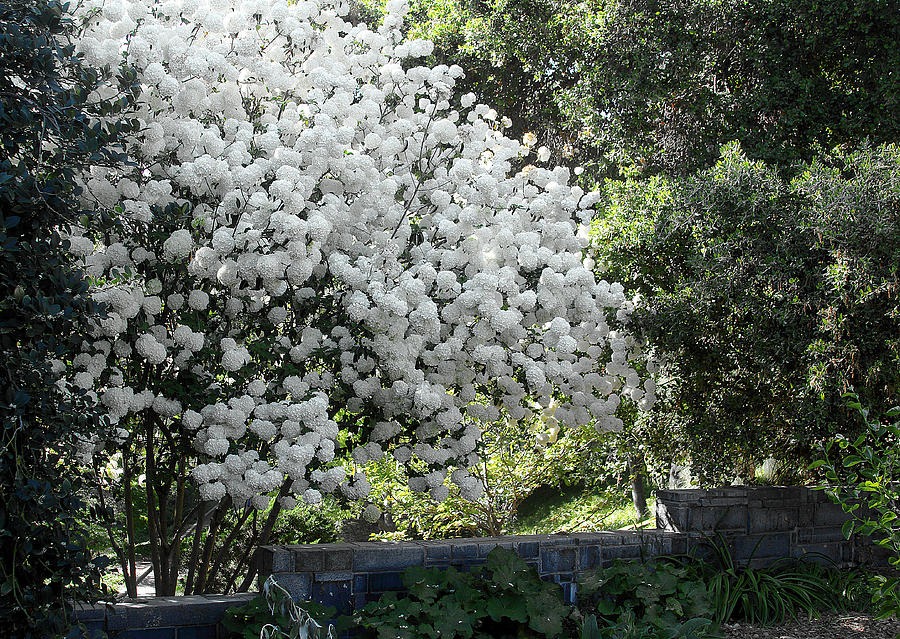 Cây cảnh cát tường, hoa trắng như tuyết, lá xanh tựa ngọc, hút lộc, chiêu may cho gia đình- Ảnh 5.