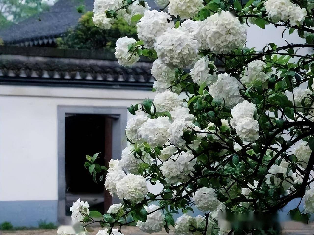 Cây cảnh cát tường, hoa trắng như tuyết, lá xanh tựa ngọc, hút lộc, chiêu may cho gia đình- Ảnh 2.