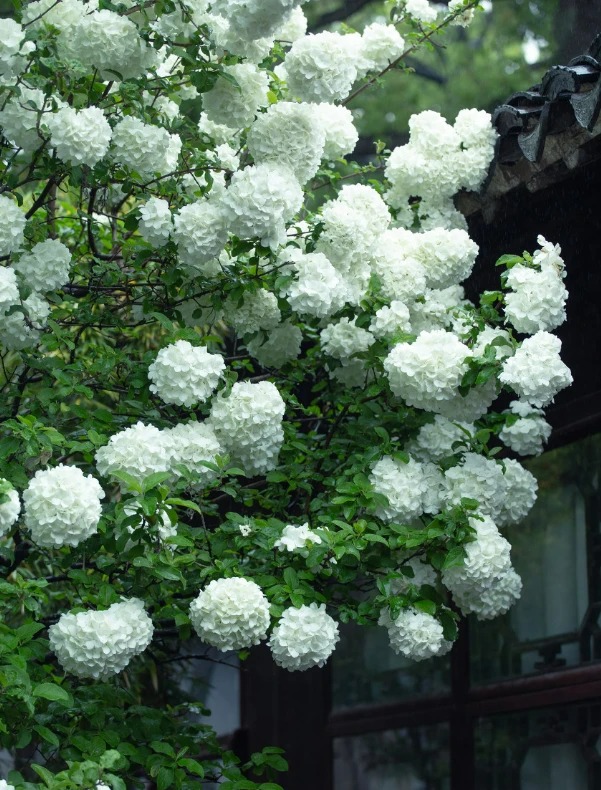 Cây cảnh cát tường, hoa trắng như tuyết, lá xanh tựa ngọc, hút lộc, chiêu may cho gia đình- Ảnh 7.