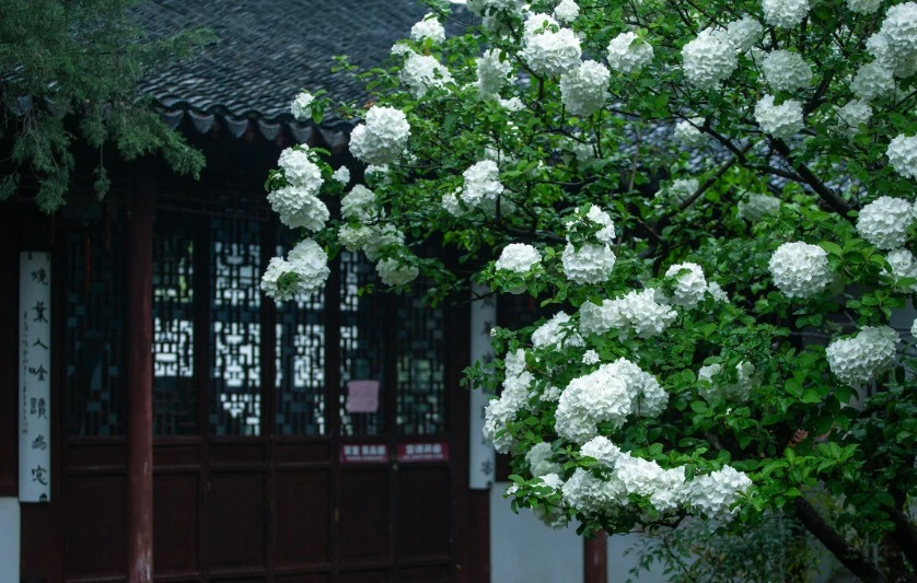 Cây cảnh cát tường, hoa trắng như tuyết, lá xanh tựa ngọc, hút lộc, chiêu may cho gia đình- Ảnh 8.