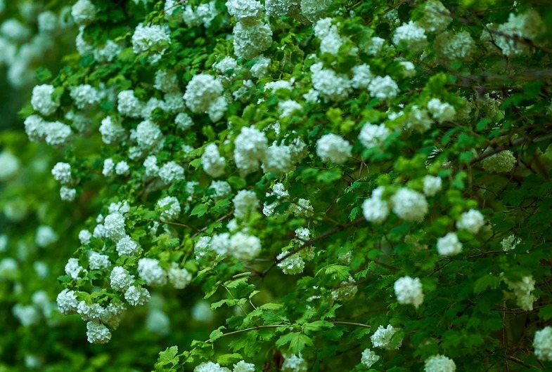 Cây cảnh cát tường, hoa trắng như tuyết, lá xanh tựa ngọc, hút lộc, chiêu may cho gia đình- Ảnh 10.