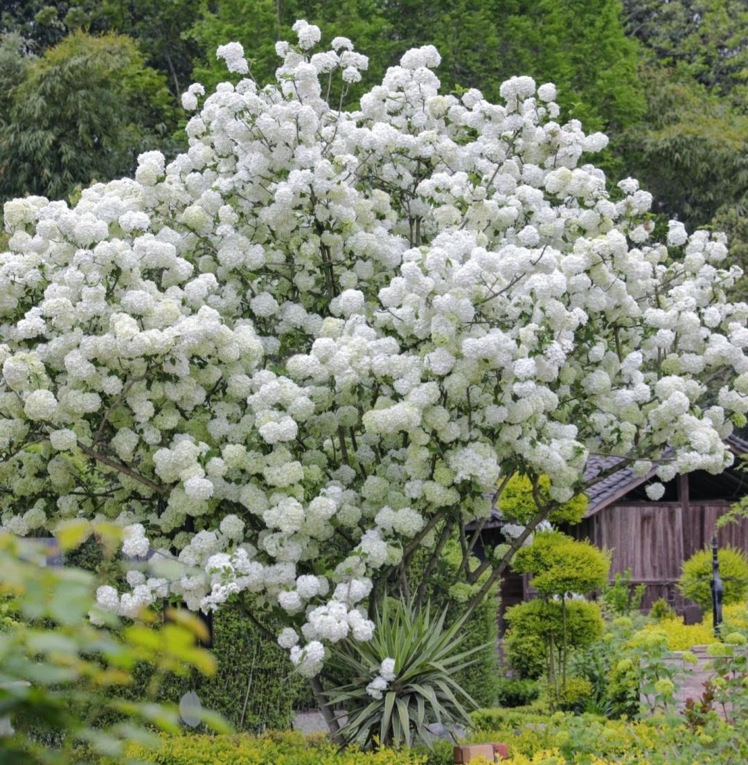 Cây cảnh cát tường, hoa trắng như tuyết, lá xanh tựa ngọc, hút lộc, chiêu may cho gia đình- Ảnh 12.
