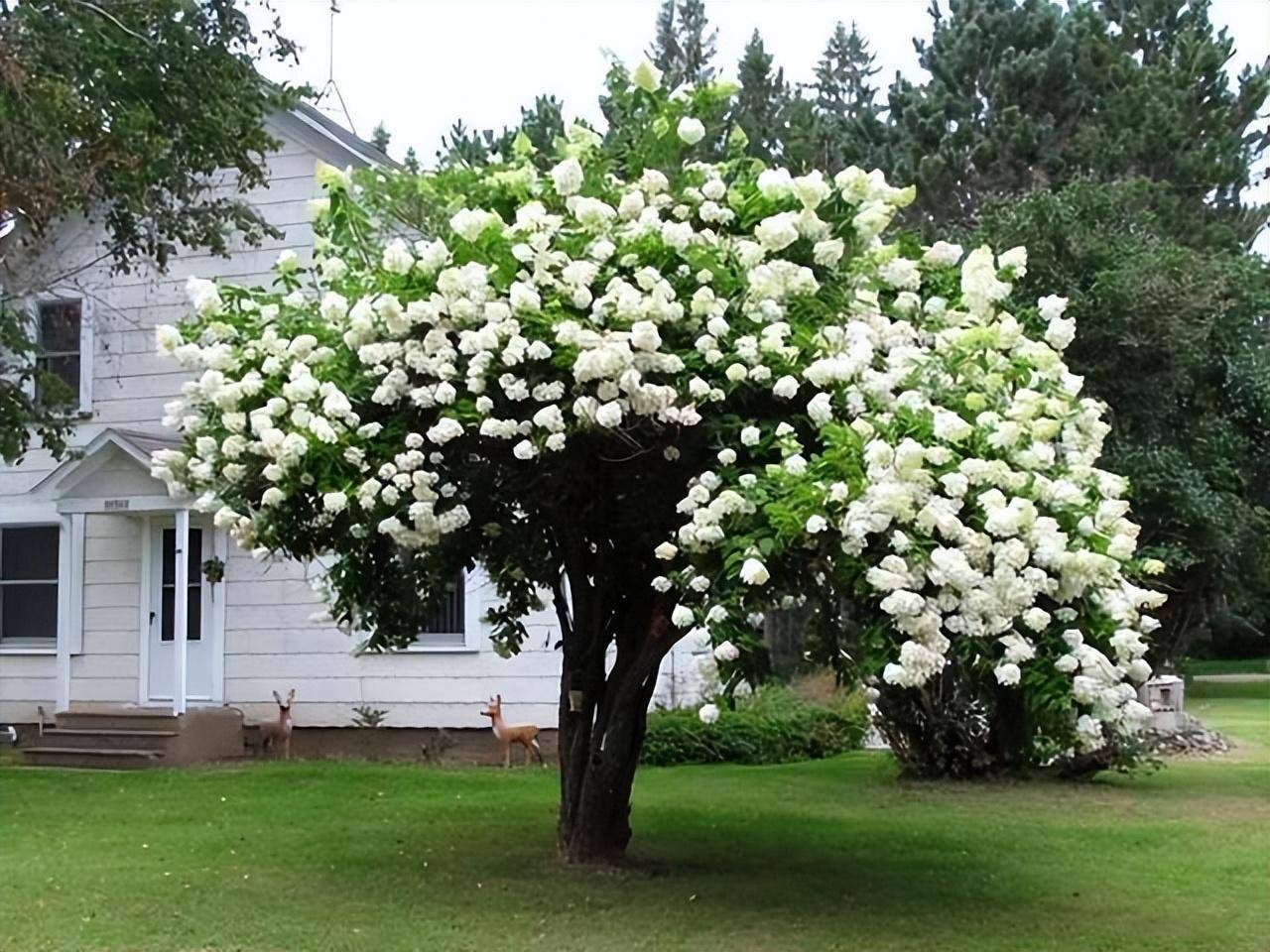 Cây cảnh cát tường, hoa trắng như tuyết, lá xanh tựa ngọc, hút lộc, chiêu may cho gia đình- Ảnh 11.