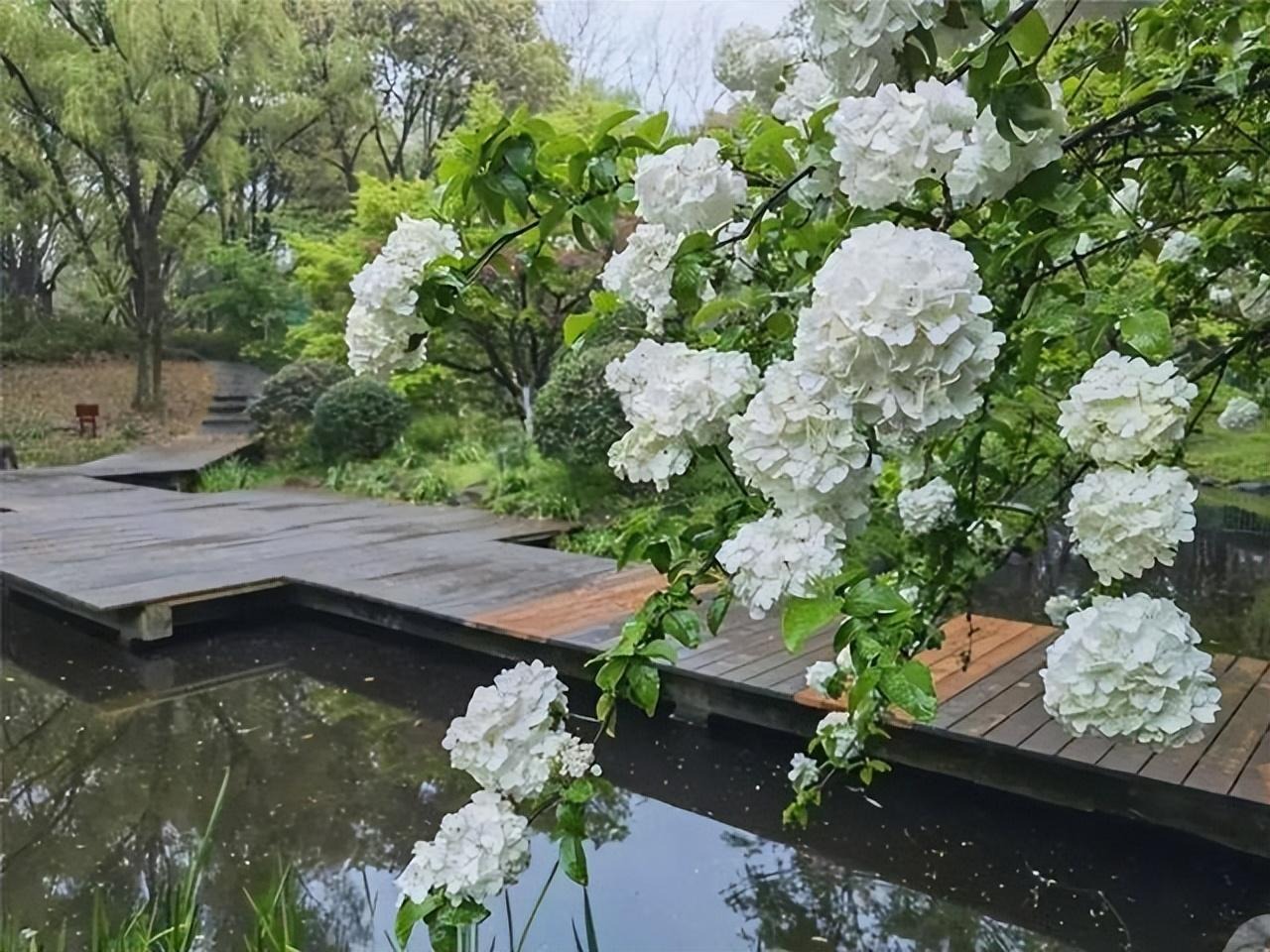 Cây cảnh cát tường, hoa trắng như tuyết, lá xanh tựa ngọc, hút lộc, chiêu may cho gia đình- Ảnh 4.