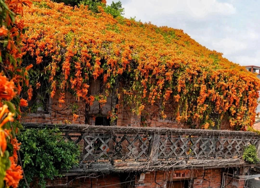 Cây cảnh hy vọng, nở rộ thác hoa rực rỡ như nắng sớm,  mang lại thành công, may mắn cho gia đình- Ảnh 1.