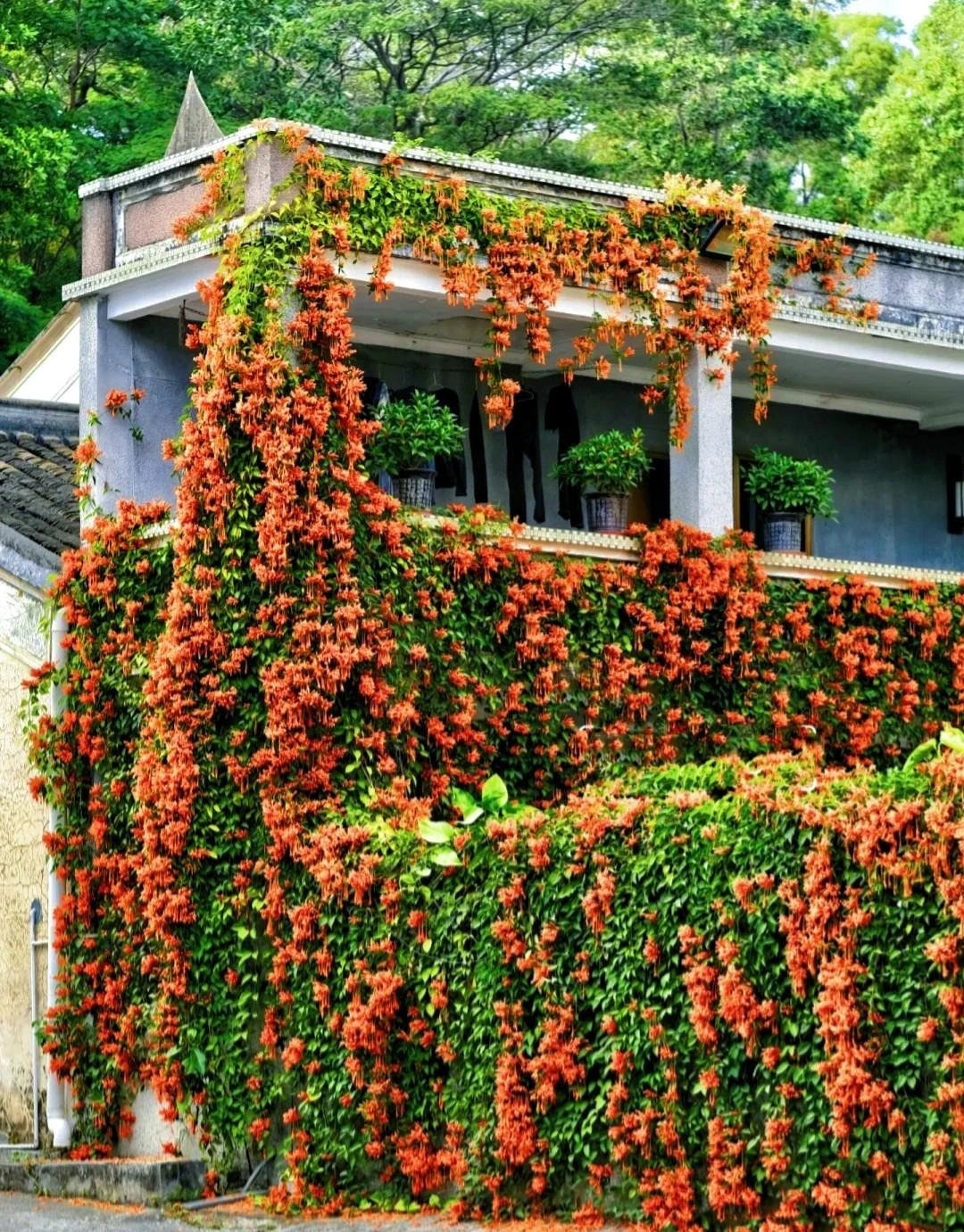 Cây cảnh hy vọng, nở rộ thác hoa rực rỡ như nắng sớm,  mang lại thành công, may mắn cho gia đình- Ảnh 6.