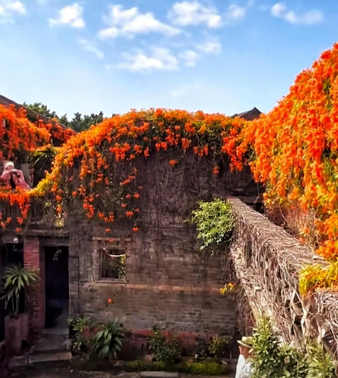 Cây cảnh hy vọng, nở rộ thác hoa rực rỡ như nắng sớm,  mang lại thành công, may mắn cho gia đình- Ảnh 8.