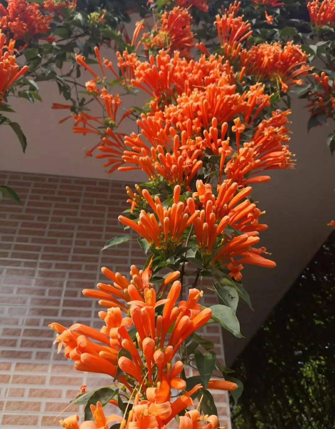 Cây cảnh hy vọng, nở rộ thác hoa rực rỡ như nắng sớm,  mang lại thành công, may mắn cho gia đình- Ảnh 10.