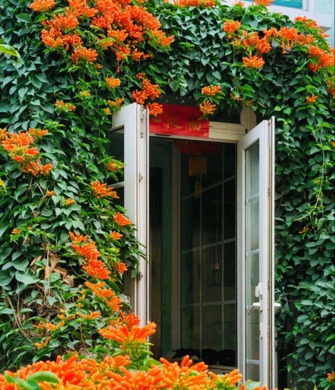 Cây cảnh hy vọng, nở rộ thác hoa rực rỡ như nắng sớm,  mang lại thành công, may mắn cho gia đình- Ảnh 11.