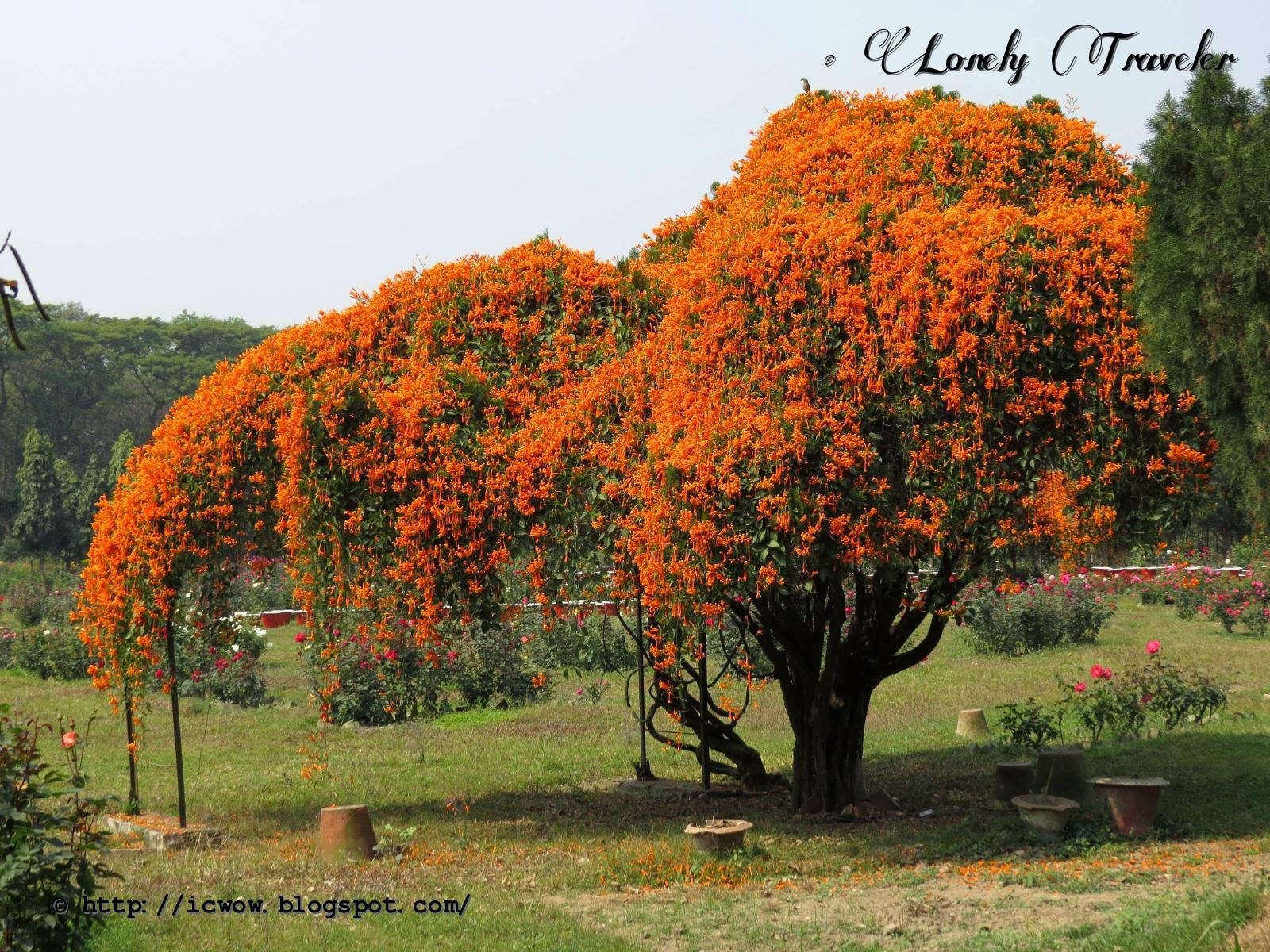 Cây cảnh hy vọng, nở rộ thác hoa rực rỡ như nắng sớm,  mang lại thành công, may mắn cho gia đình- Ảnh 9.
