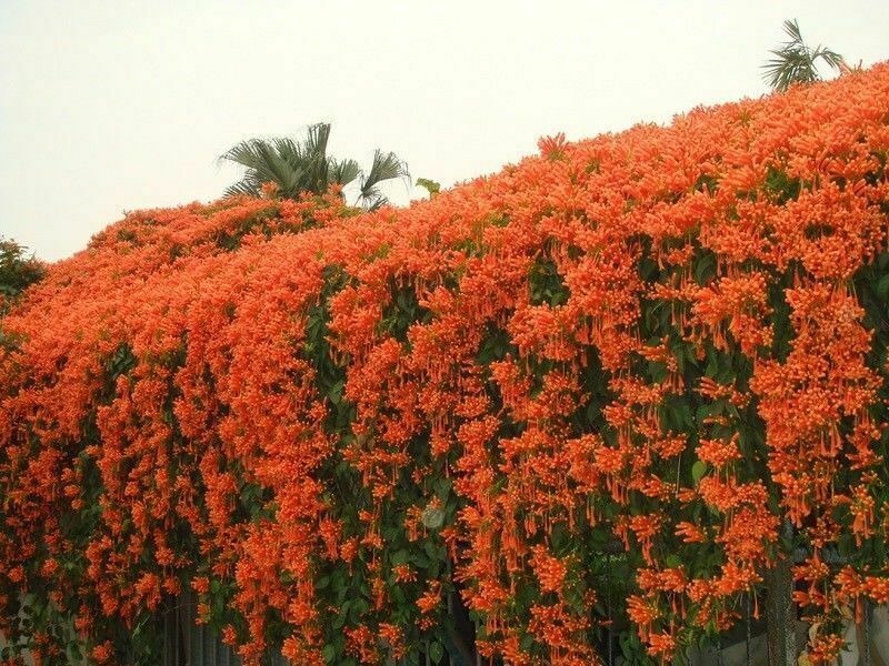 Cây cảnh hy vọng, nở rộ thác hoa rực rỡ như nắng sớm,  mang lại thành công, may mắn cho gia đình- Ảnh 7.