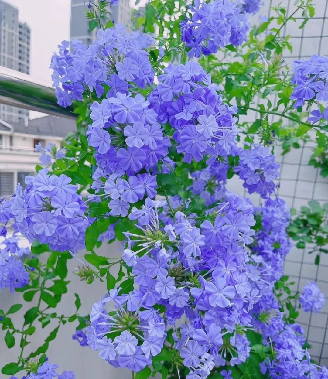 Cây cảnh may mắn, như hoa tuyết xanh giữa mùa hè, làm mát tâm hồn, chúc phúc cho tình yêu- Ảnh 10.