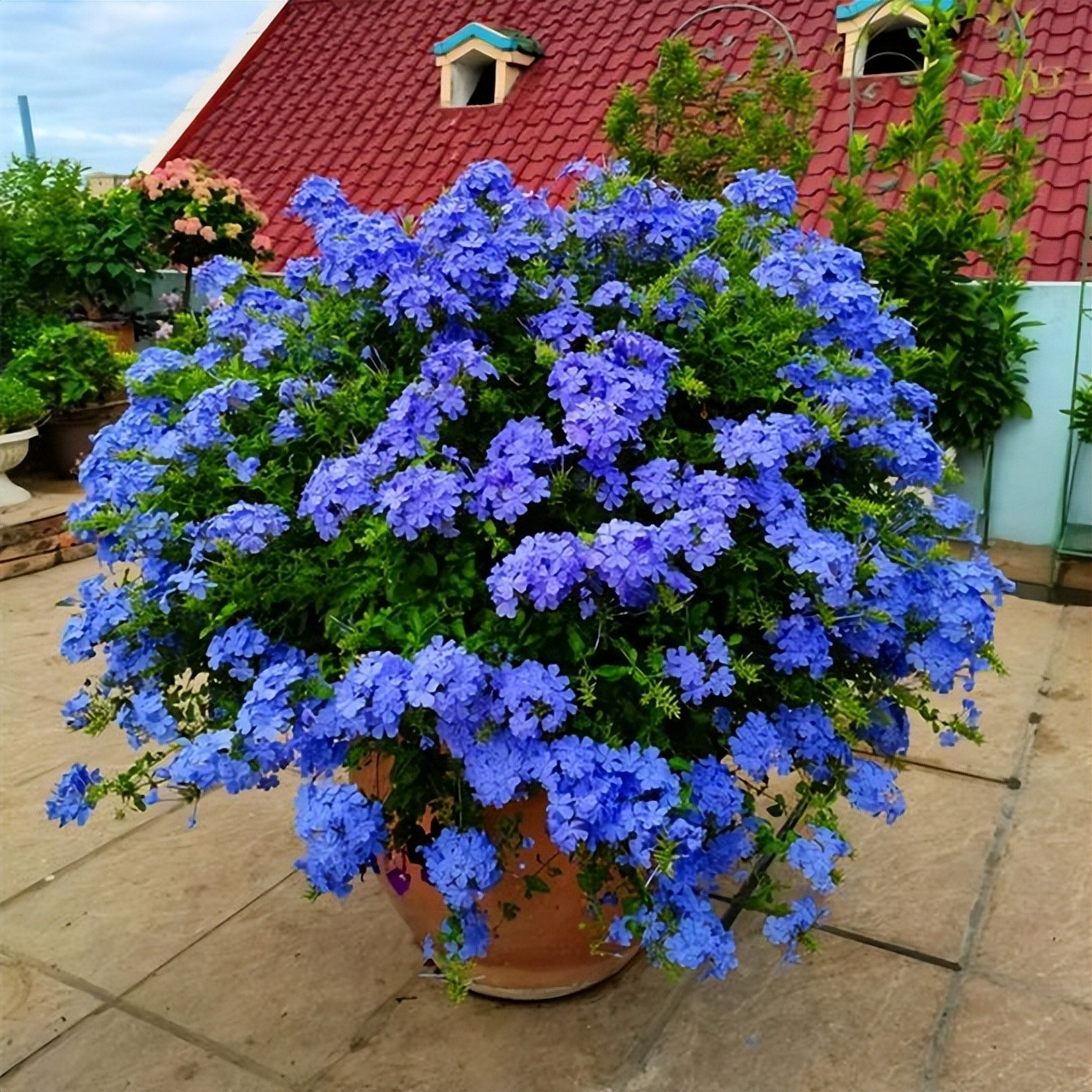 Cây cảnh may mắn, như hoa tuyết xanh giữa mùa hè, làm mát tâm hồn, chúc phúc cho tình yêu- Ảnh 13.