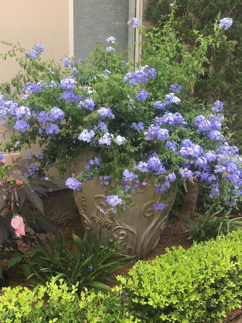 Cây cảnh may mắn, như hoa tuyết xanh giữa mùa hè, làm mát tâm hồn, chúc phúc cho tình yêu- Ảnh 14.