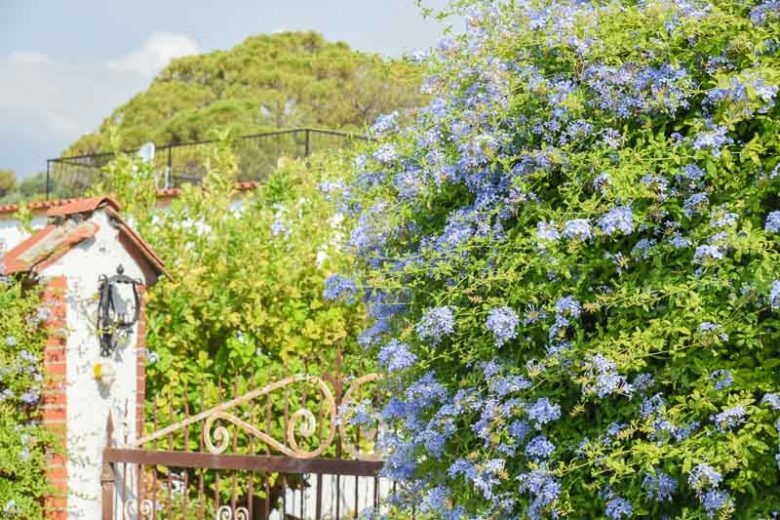 Cây cảnh may mắn, như hoa tuyết xanh giữa mùa hè, làm mát tâm hồn, chúc phúc cho tình yêu- Ảnh 11.