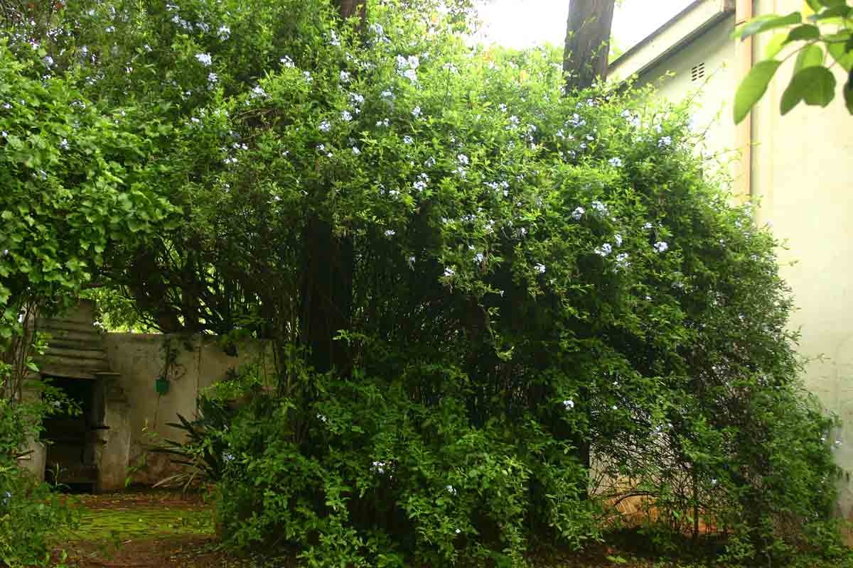 Cây cảnh may mắn, như hoa tuyết xanh giữa mùa hè, làm mát tâm hồn, chúc phúc cho tình yêu- Ảnh 5.