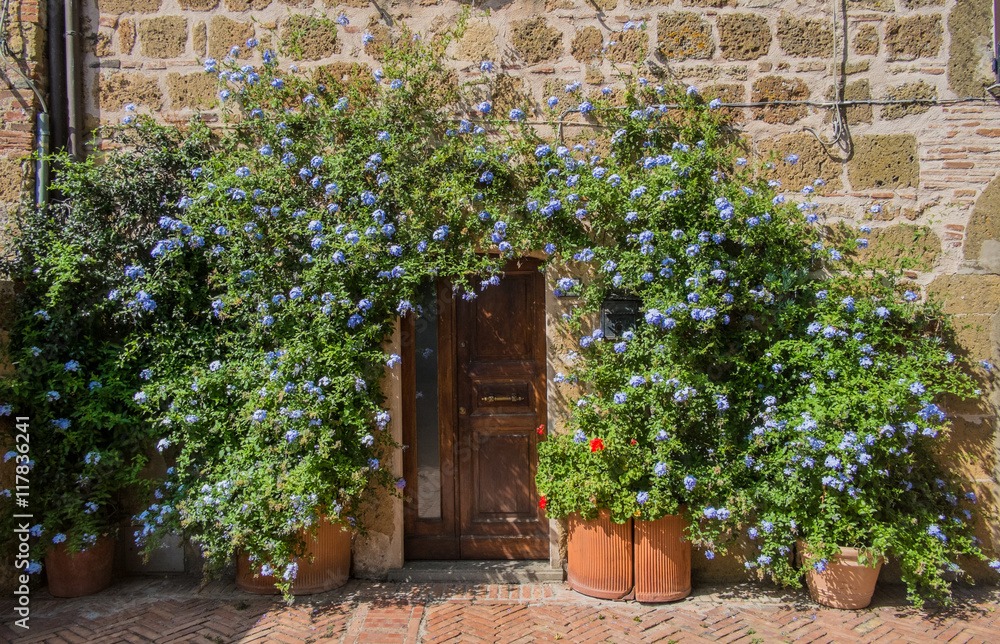 Cây cảnh may mắn, như hoa tuyết xanh giữa mùa hè, làm mát tâm hồn, chúc phúc cho tình yêu- Ảnh 9.