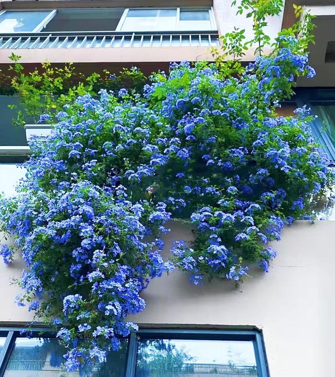 Cây cảnh may mắn, như hoa tuyết xanh giữa mùa hè, làm mát tâm hồn, chúc phúc cho tình yêu- Ảnh 2.