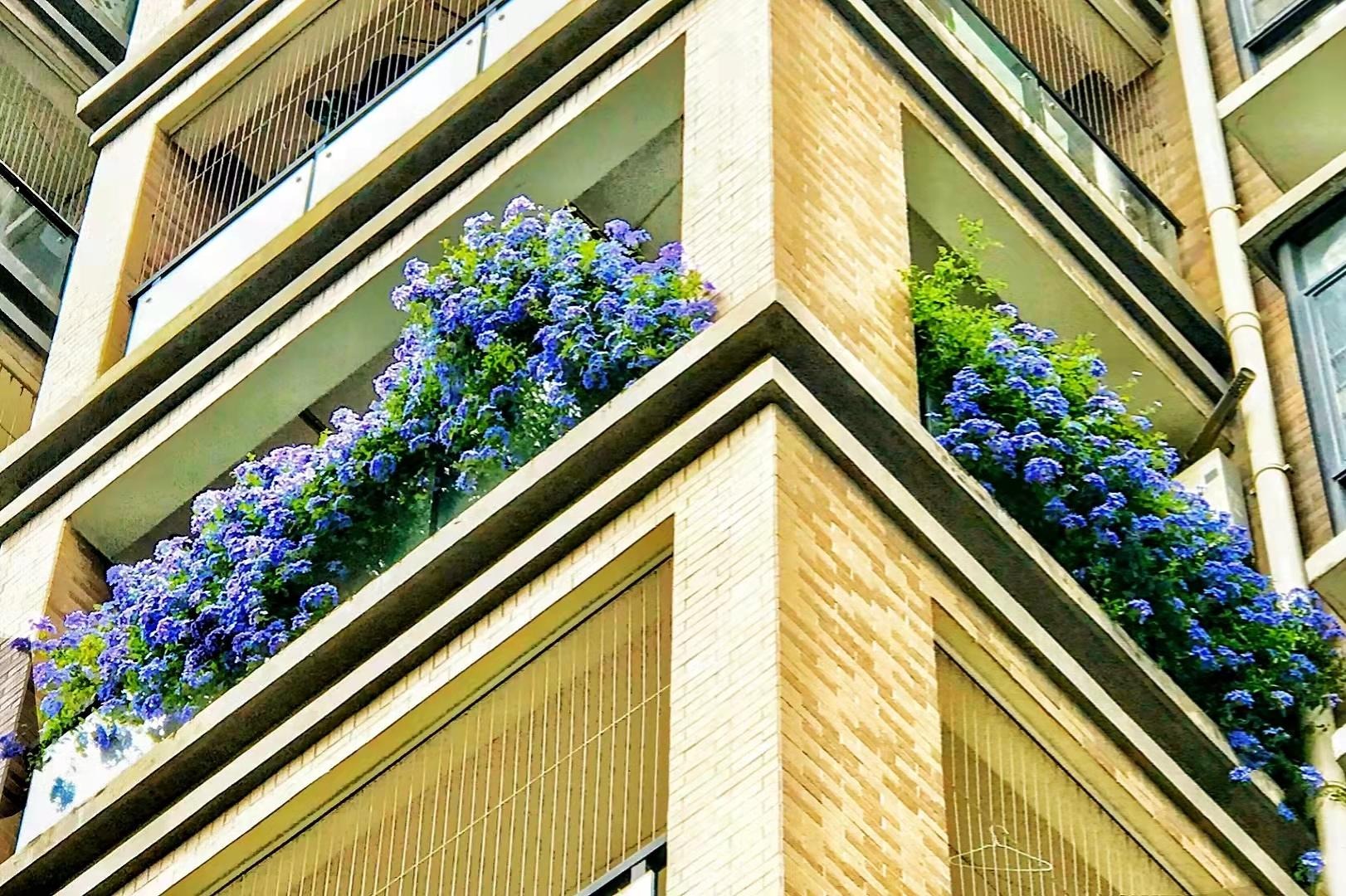 Cây cảnh may mắn, như hoa tuyết xanh giữa mùa hè, làm mát tâm hồn, chúc phúc cho tình yêu- Ảnh 8.