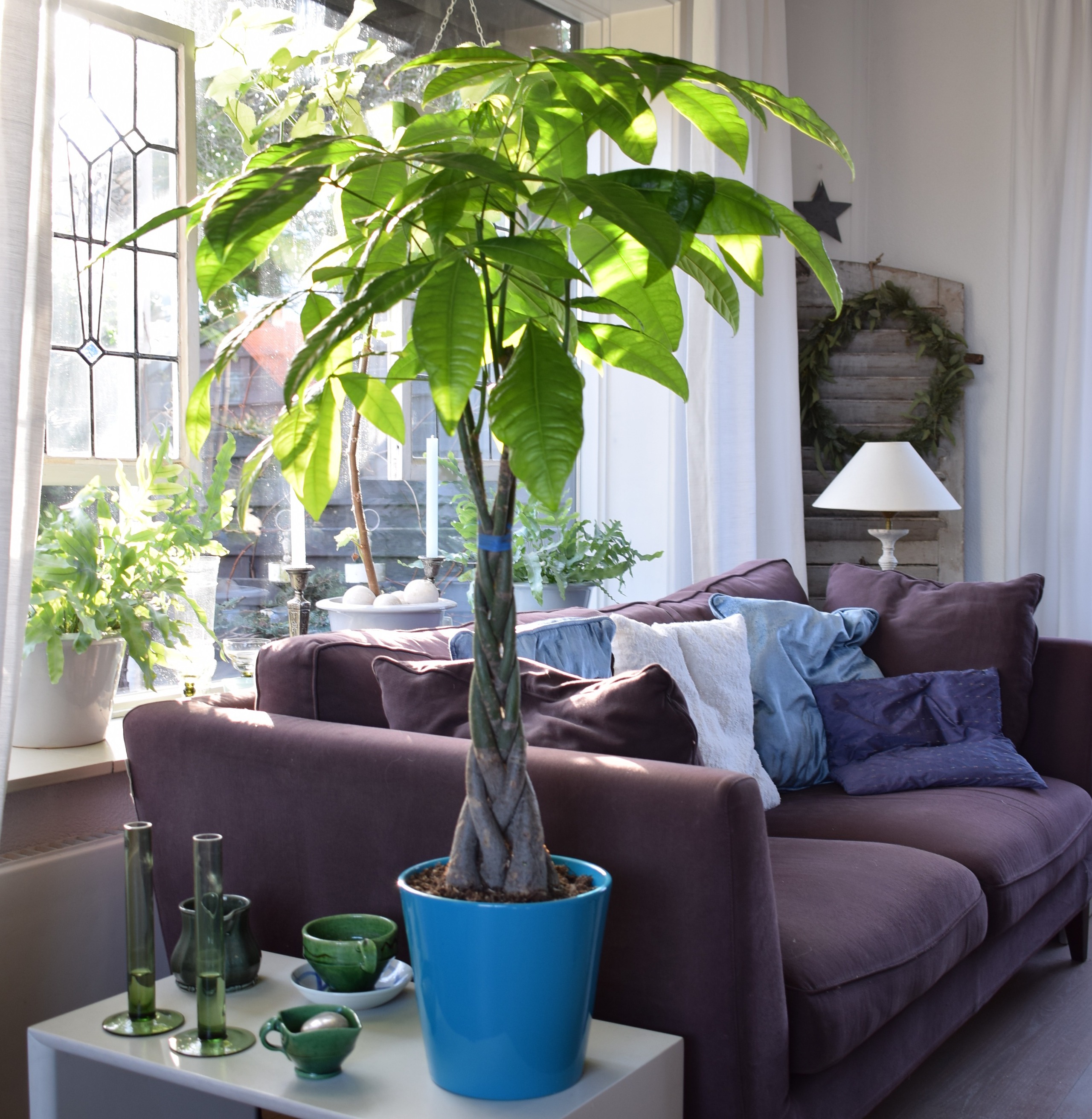 Người xưa nói: "Trong nhà có 3 cây cảnh, phú quý, phúc lộc theo về" - Ảnh 4.