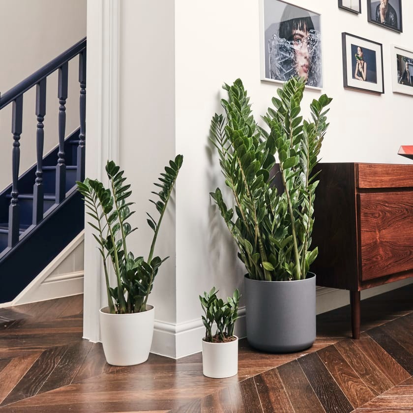 Người xưa nói: "Trong nhà có 3 cây cảnh, phú quý, phúc lộc theo về" - Ảnh 6.