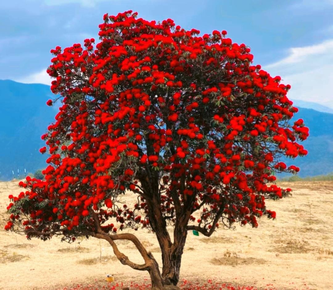 Cây cảnh "nghiêng nước nghiêng thành", nở ngàn hoa rực rỡ, xua đuổi vận đen, thu hút tài lộc- Ảnh 2.