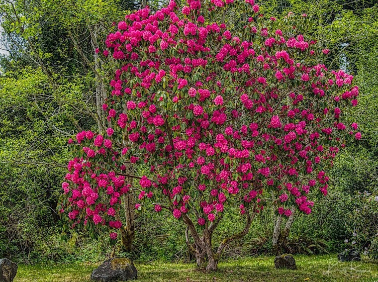 Cây cảnh "nghiêng nước nghiêng thành", nở ngàn hoa rực rỡ, xua đuổi vận đen, thu hút tài lộc- Ảnh 11.