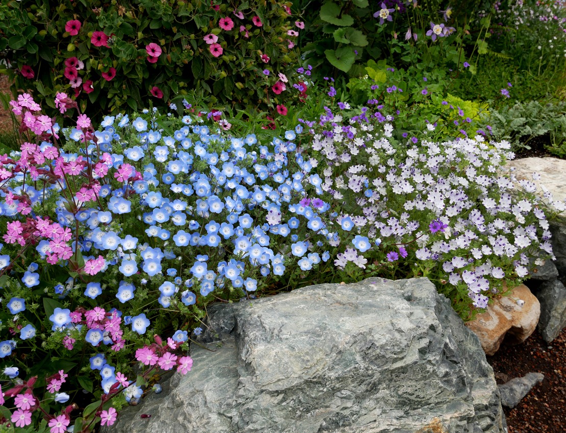 Cây cảnh mắt biếc, trong veo như bầu trời, khiến triệu người yêu từ cái nhìn đầu tiên- Ảnh 11.